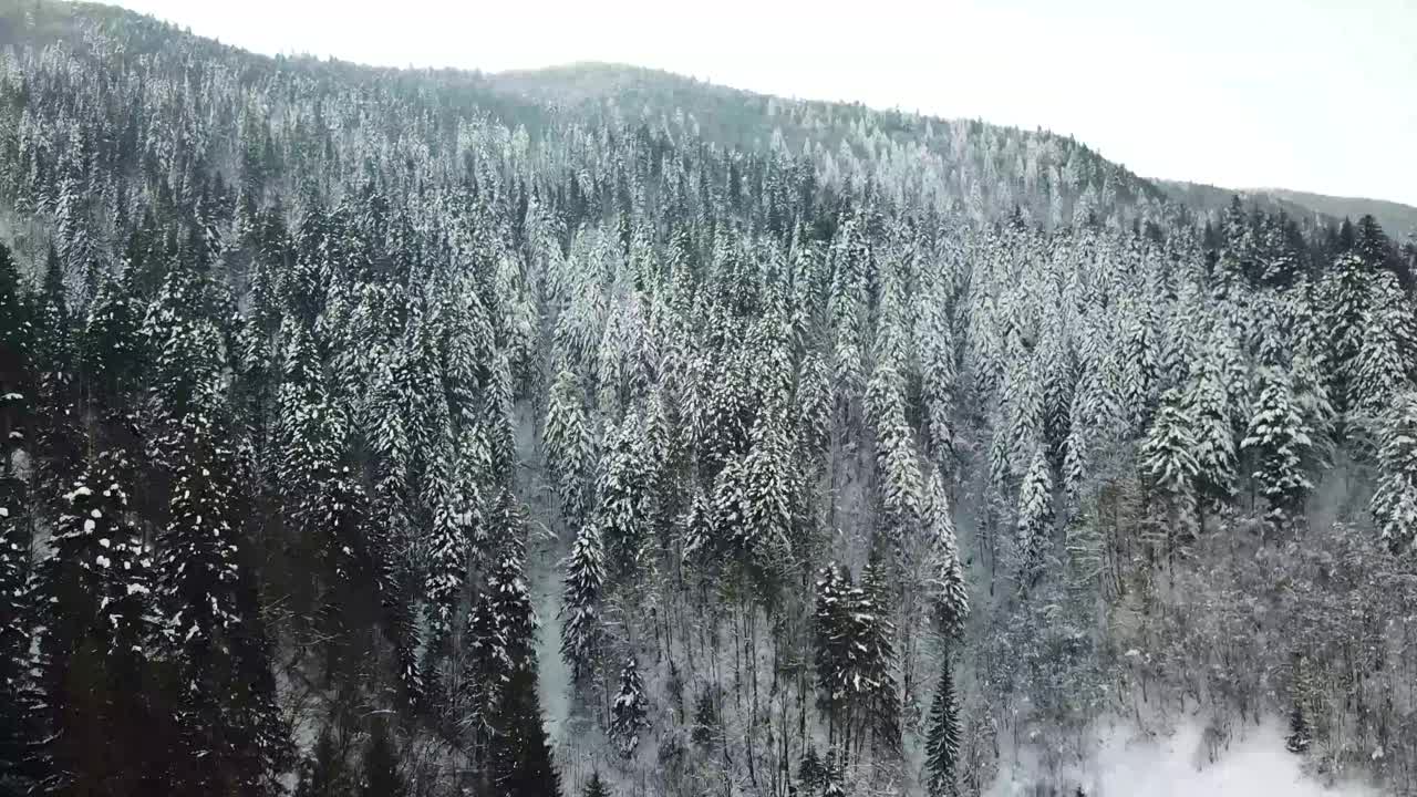 美丽的冬季全景与白雪覆盖的树木视频素材