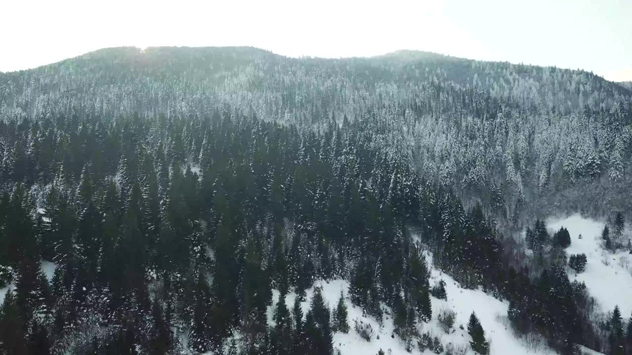 美丽的冬季全景与白雪覆盖的树木视频素材