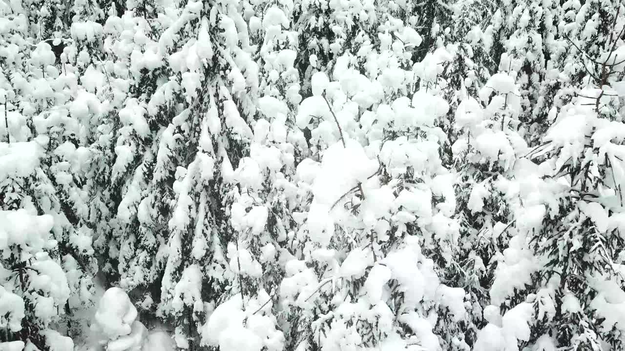 美丽的冬季全景与白雪覆盖的树木视频素材