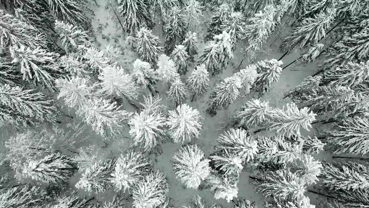 美丽的冬季全景与白雪覆盖的树木视频素材