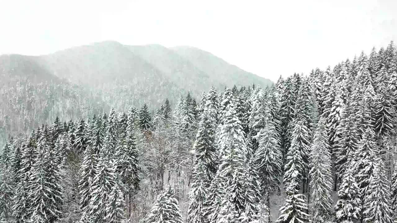 美丽的冬季全景与白雪覆盖的树木视频素材