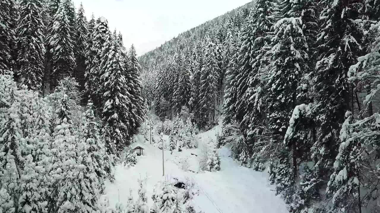 美丽的冬季全景与白雪覆盖的树木视频素材