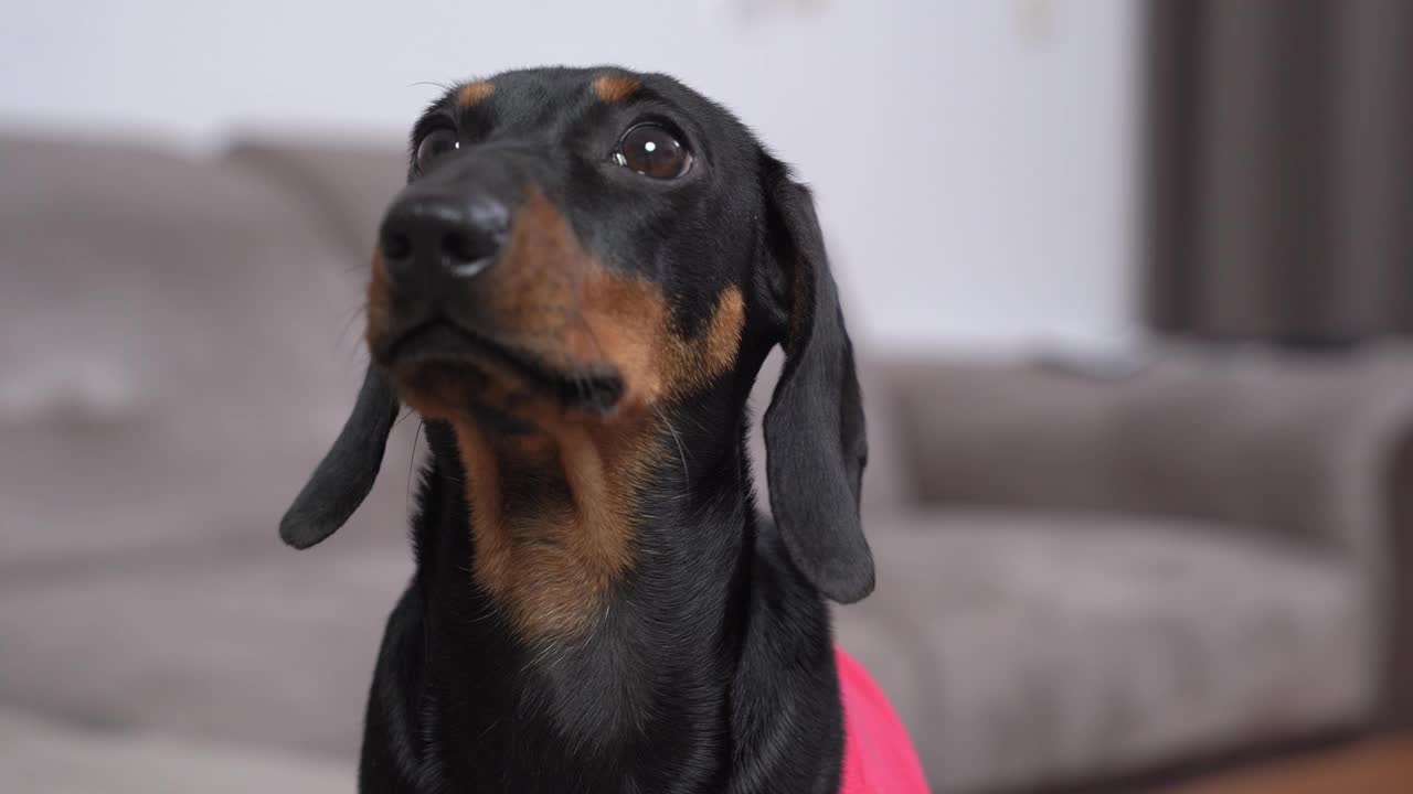 可爱的腊肠犬幼崽悲伤地看着主人乞求食物或与它玩耍，近距离看，模糊的背景。忠实的狗盯着人看。视频素材