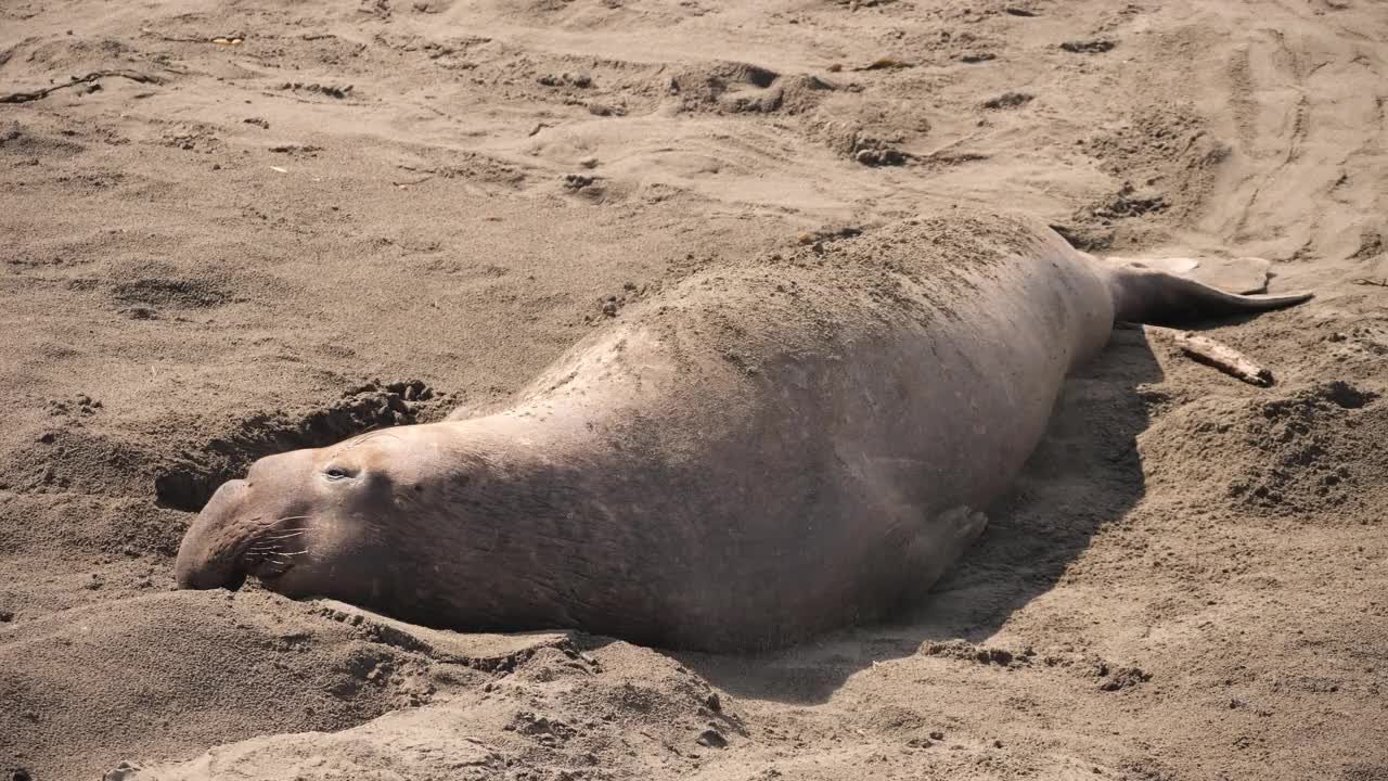 象海豹视频素材