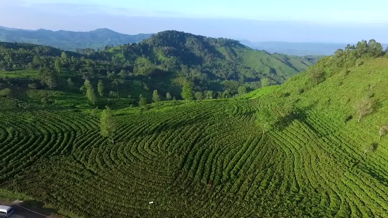 茶树领域视频素材