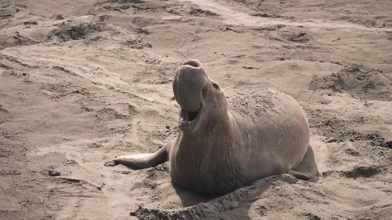 象海豹视频素材