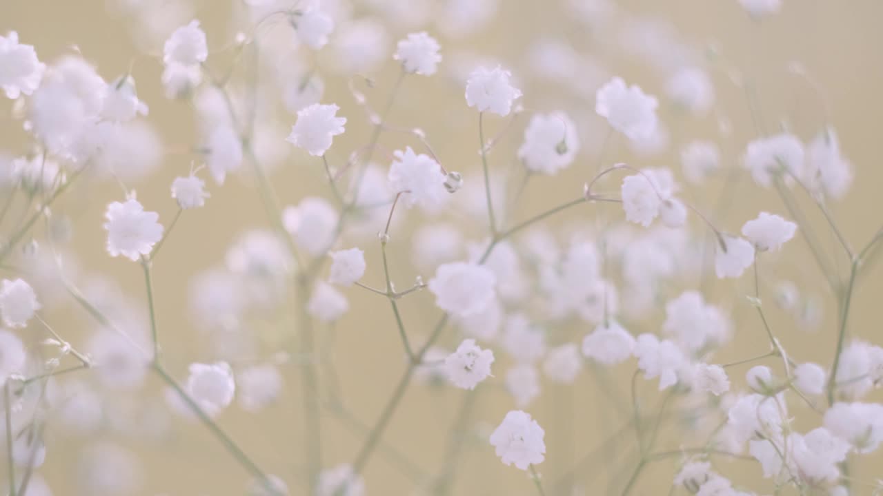 白色的小花的gypsophila特写在一个光的背景。视频素材