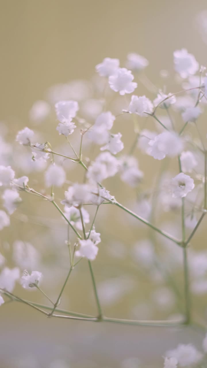 白色的小花的gypsophila特写在一个光的背景。视频素材