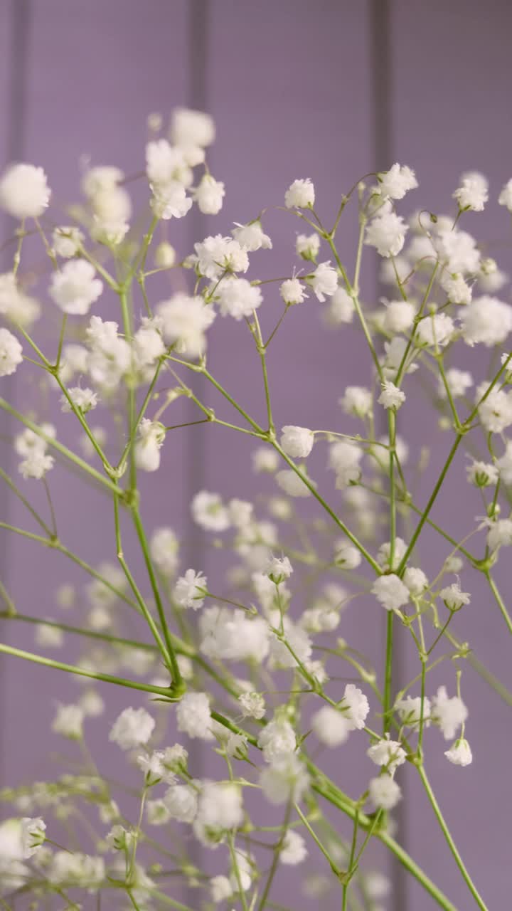 白色的小花的gypsophila特写在一个光的背景。视频素材