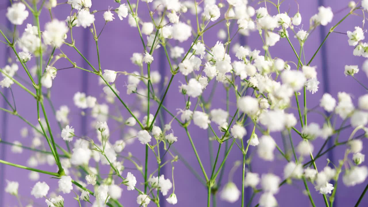 白色的小花的gypsophila特写在一个光的背景。视频素材