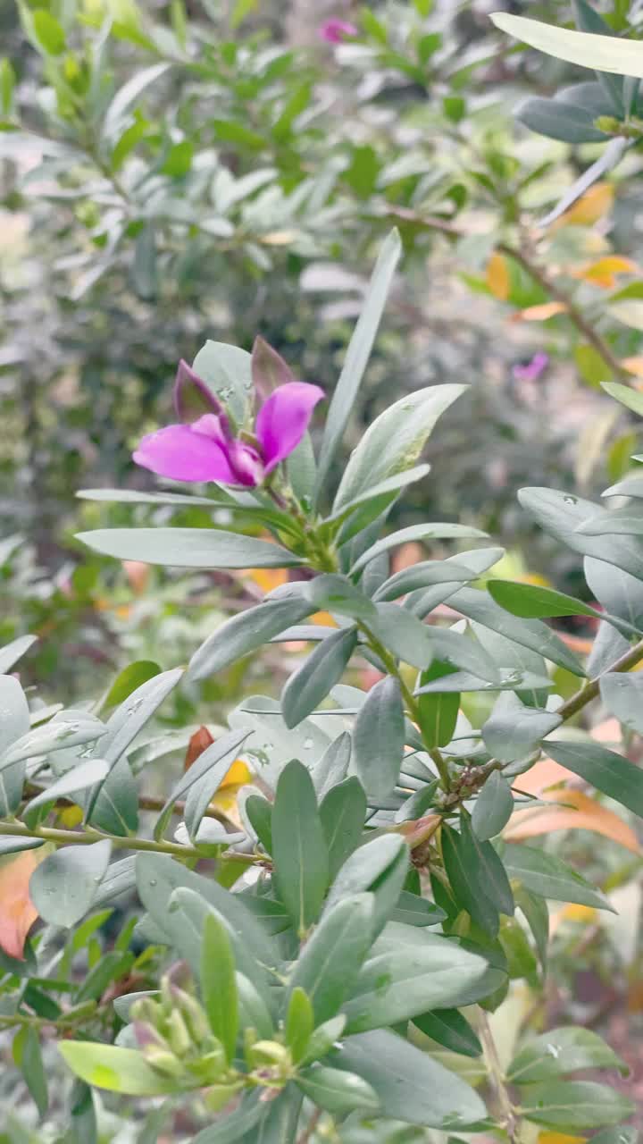 开花植物-录像视频素材