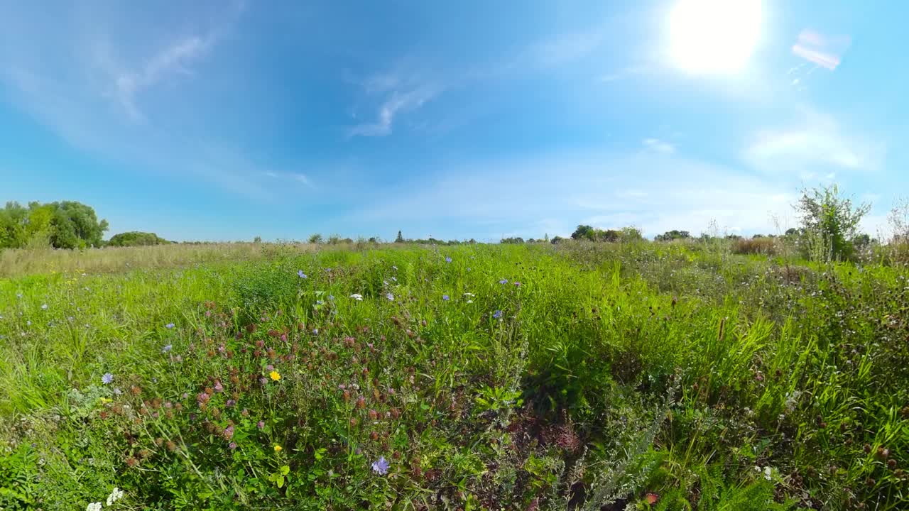 夏季草甸景观视频素材