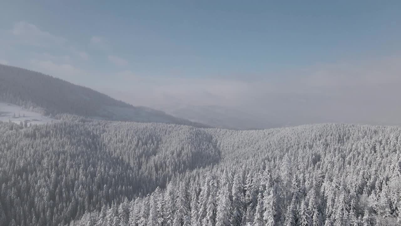 鸟瞰图冰冻森林与冰雪覆盖的树木在冬季在喀尔巴阡山脉视频素材