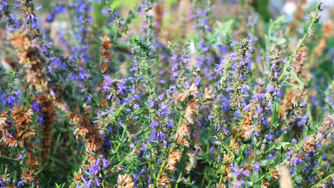 地里开着紫色的薰衣草花视频素材