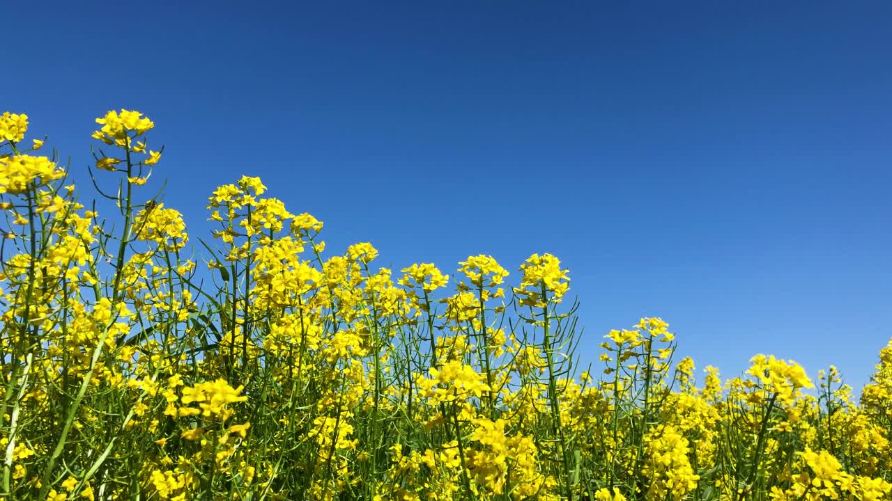 许多黄花摇曳着。视频素材