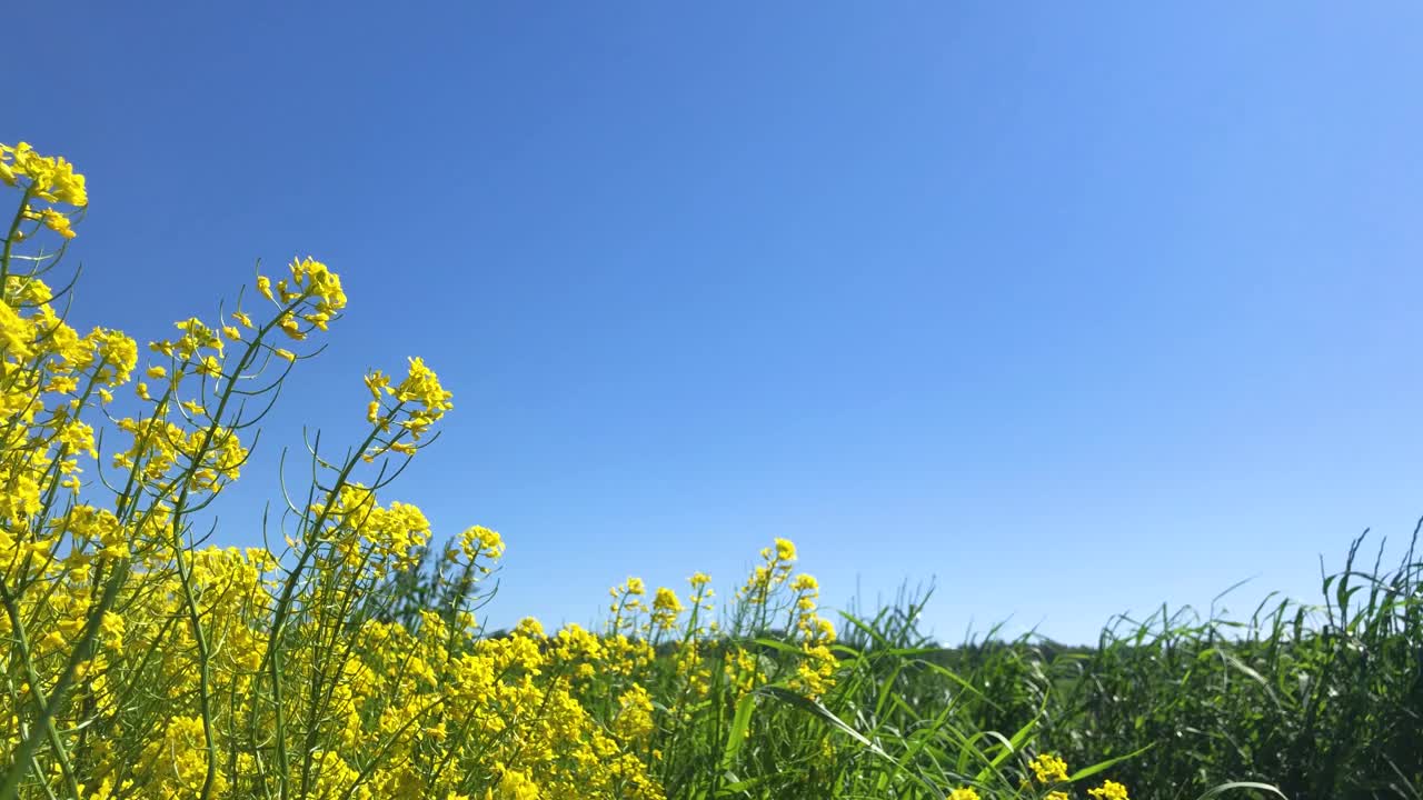 许多黄花摇曳着。视频素材