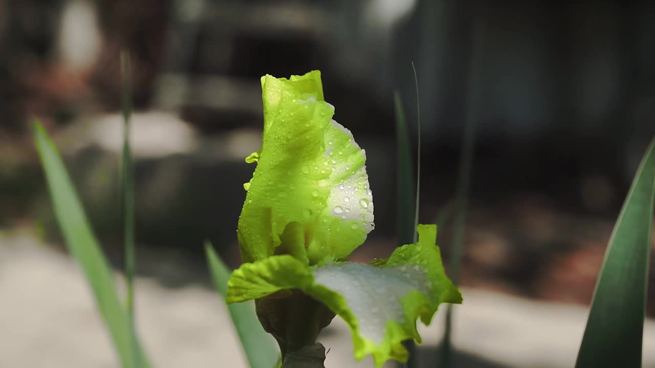 在花园的花坛上有黄色的鸢尾花和水滴。视频素材