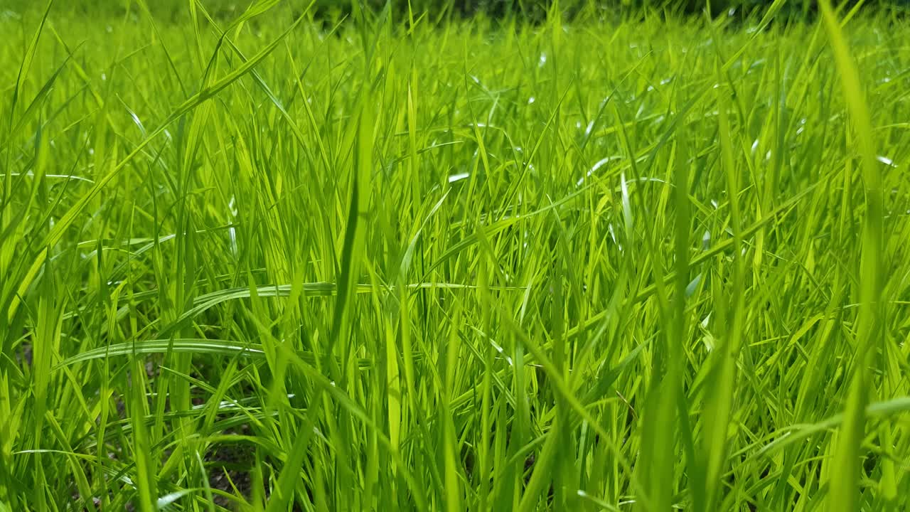 清新的绿草作为背景。视频素材