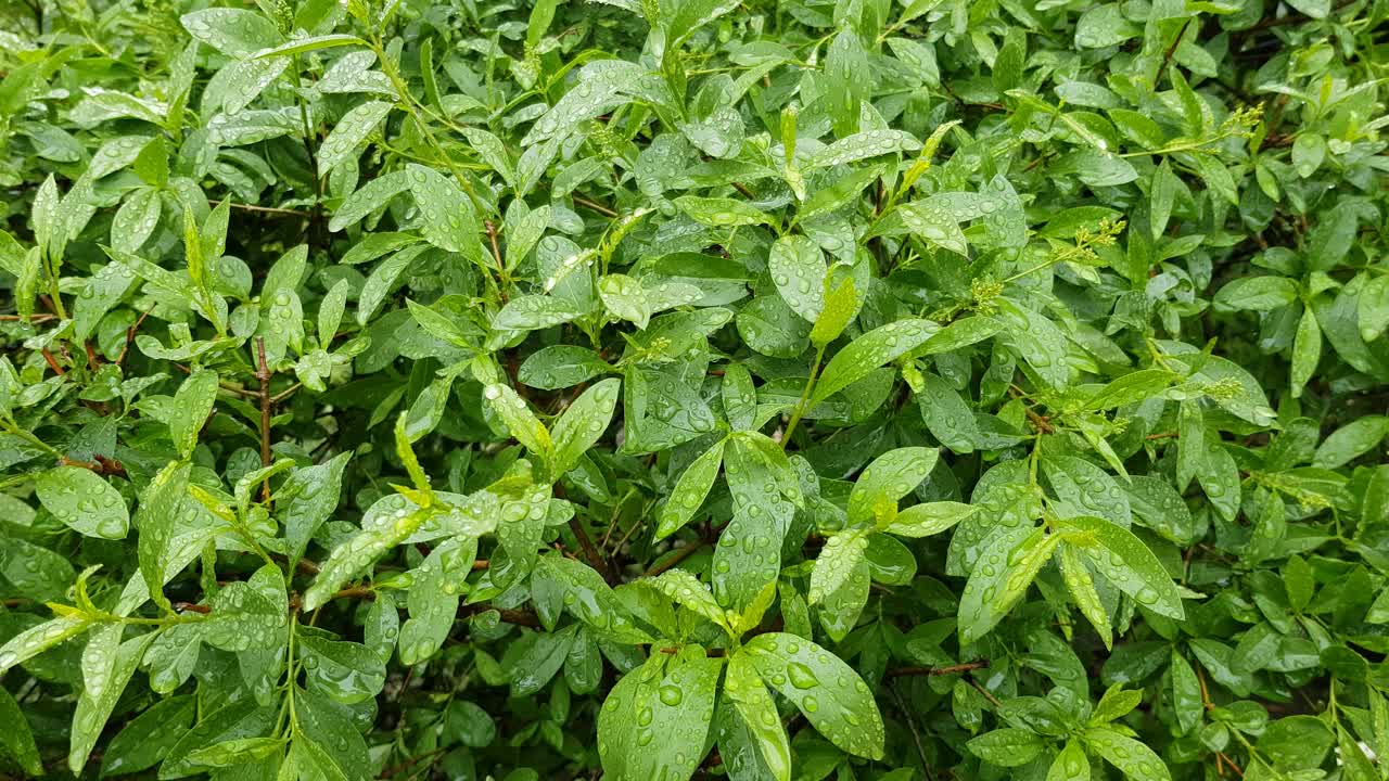 雨后灌木上的水滴视频素材