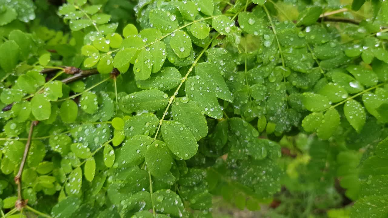 鲜亮的绿叶作为背景。视频素材