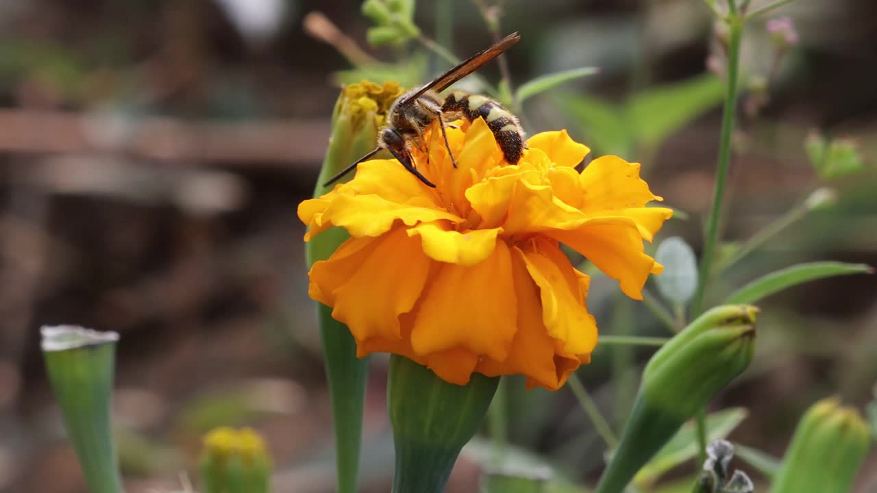 在花园里吃金盏花的黄色花粉的黄蜂虫视频素材