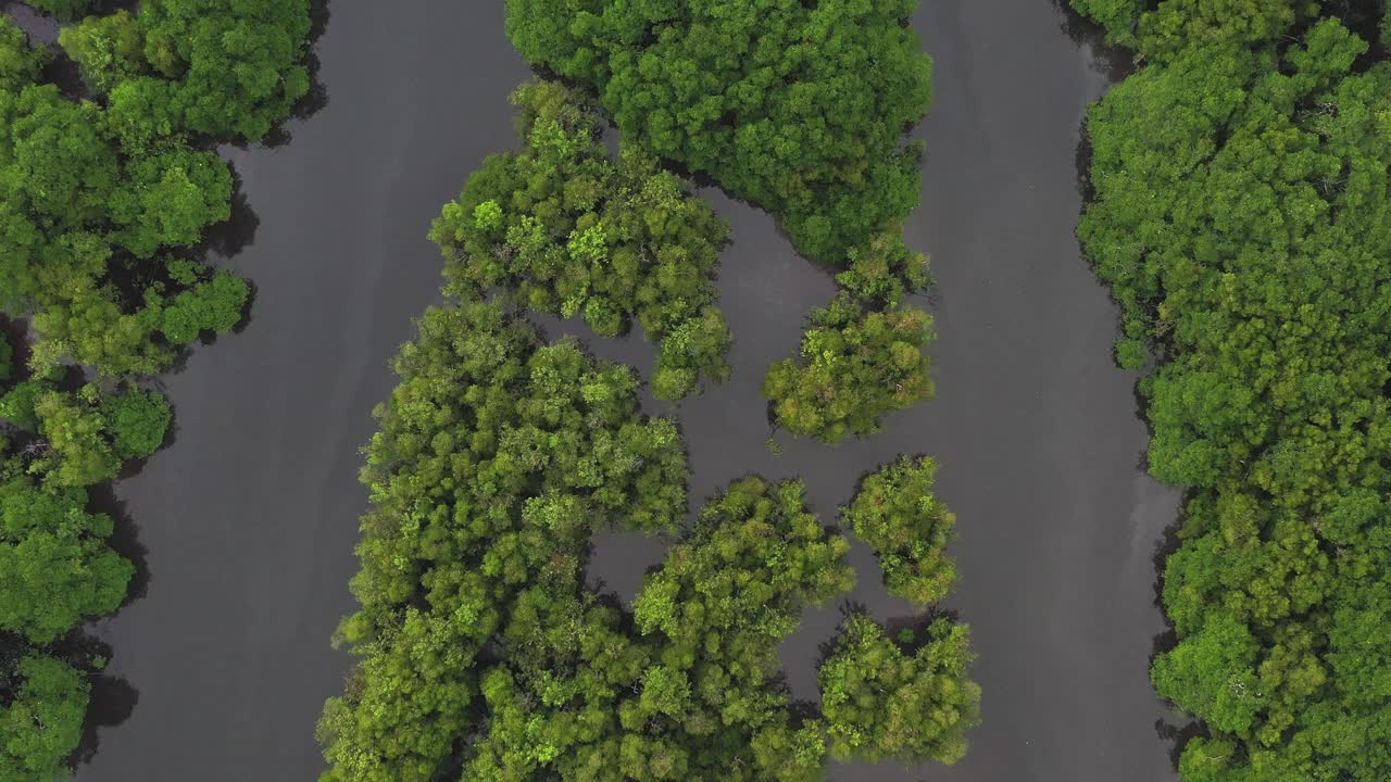 红树林的航拍照片视频素材