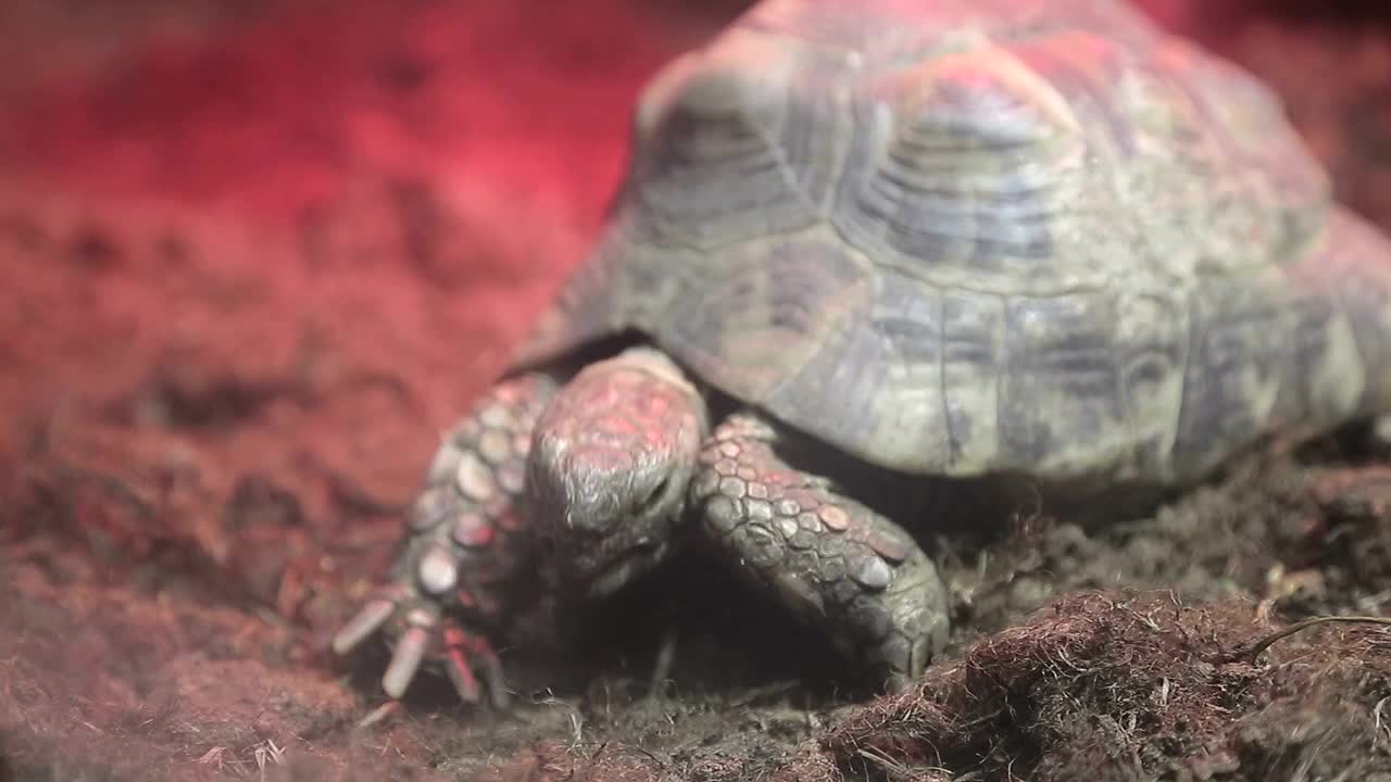 水族箱里美丽的海龟视频素材