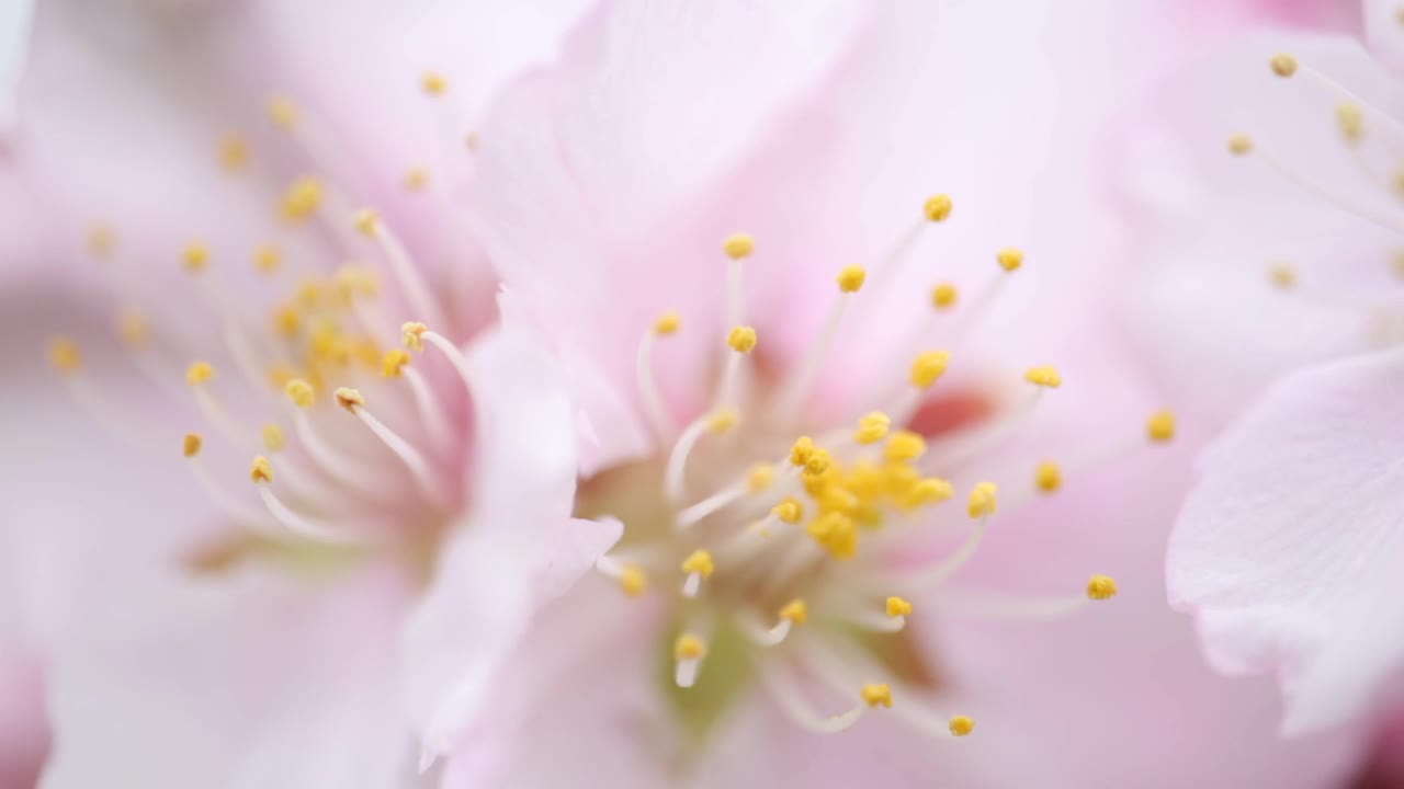 这是春季一棵杏树粉红色花朵的特写视频素材