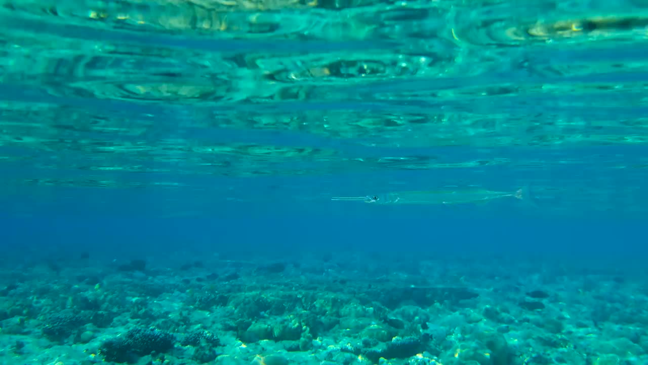 一群针鱼在蓝色的水面下游泳，从水面反射。海洋中的水下生命(4K-60pfs)。视频素材