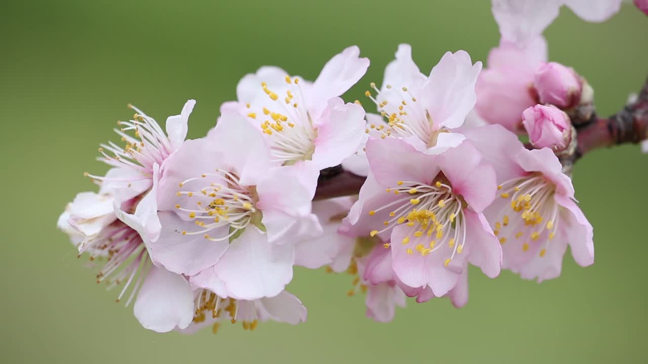 粉红色的杏树花在春天在风-绿色的背景移动视频素材