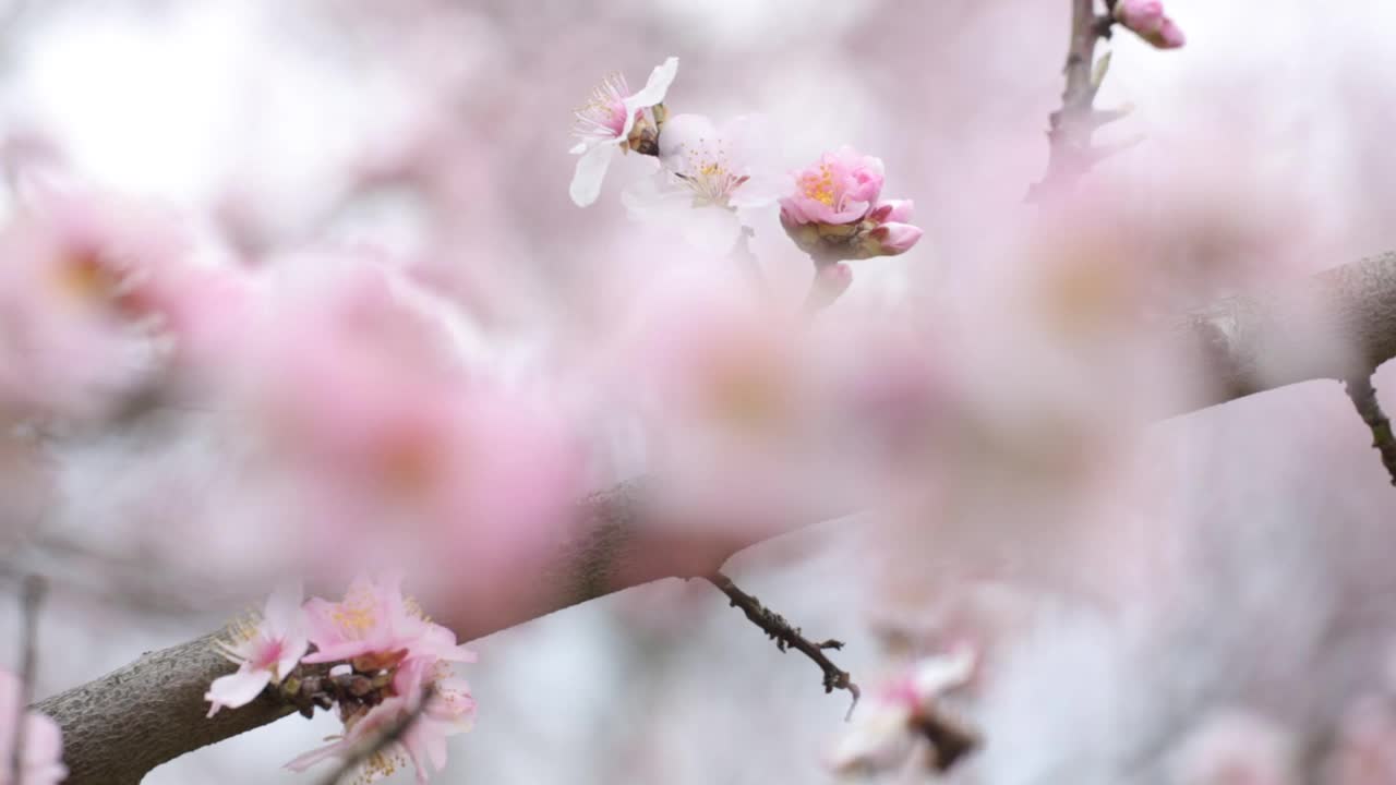 粉红色的杏树花在春天的风架上移动着焦点视频素材