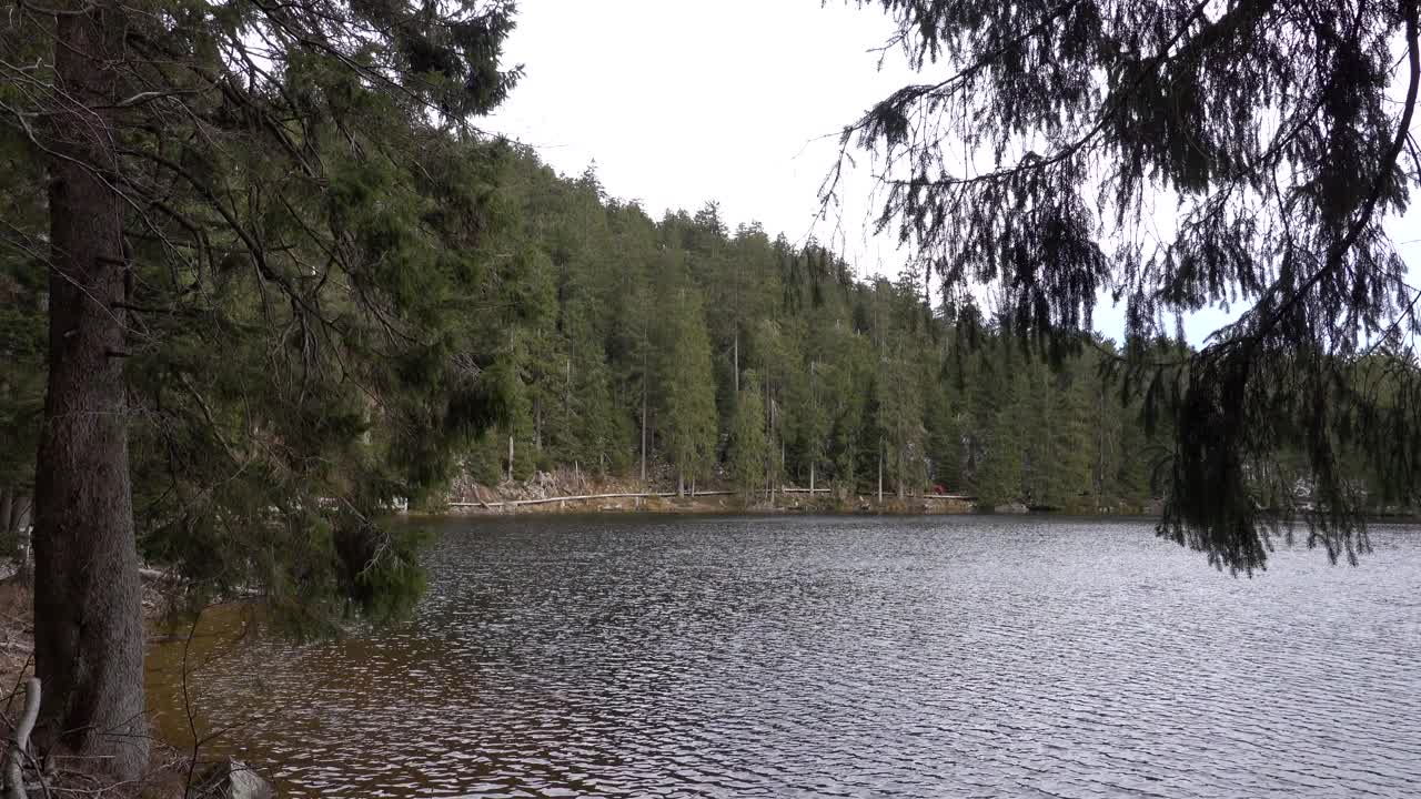 春日云中，湖面泛起涟漪，松树环绕。山林翠绿常绿，山湖自然景观视频下载