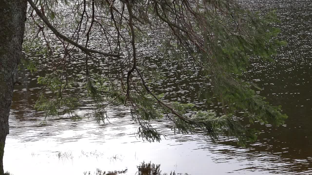 冬日湖面上云波荡漾的松树枝。常绿森林，山地湖泊自然景观视频下载