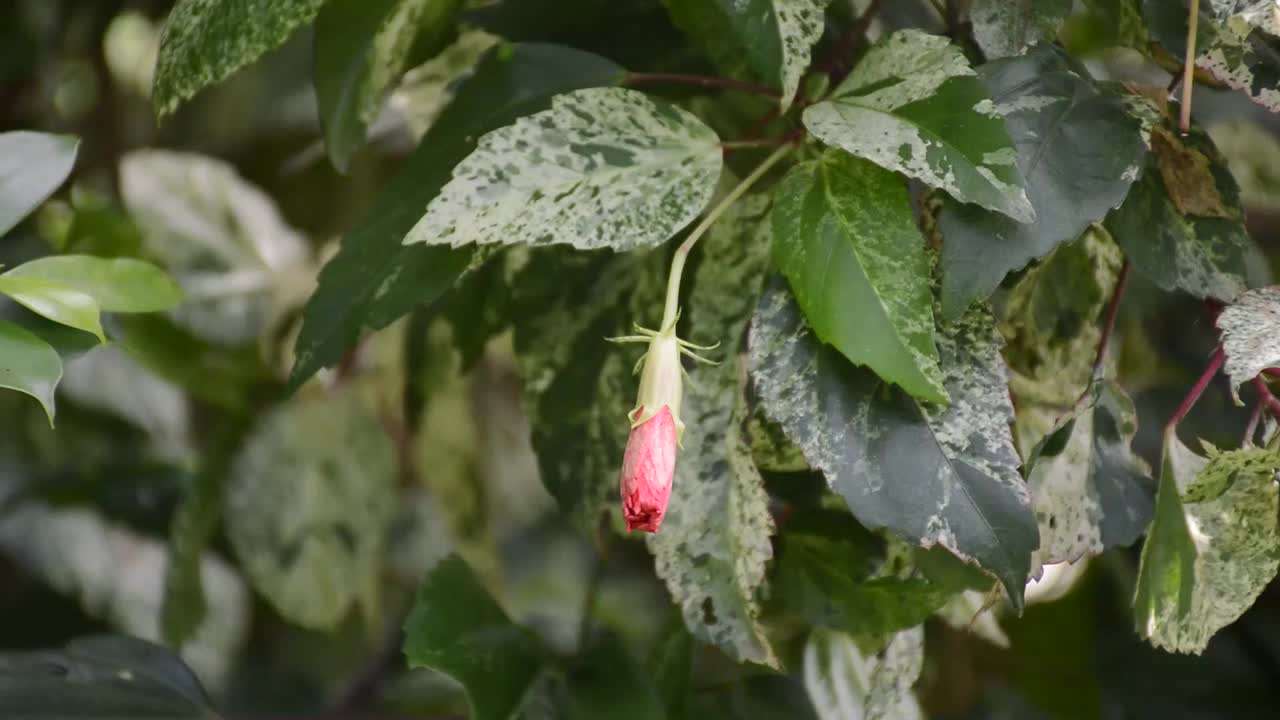 大自然花园里的红色芙蓉花视频素材