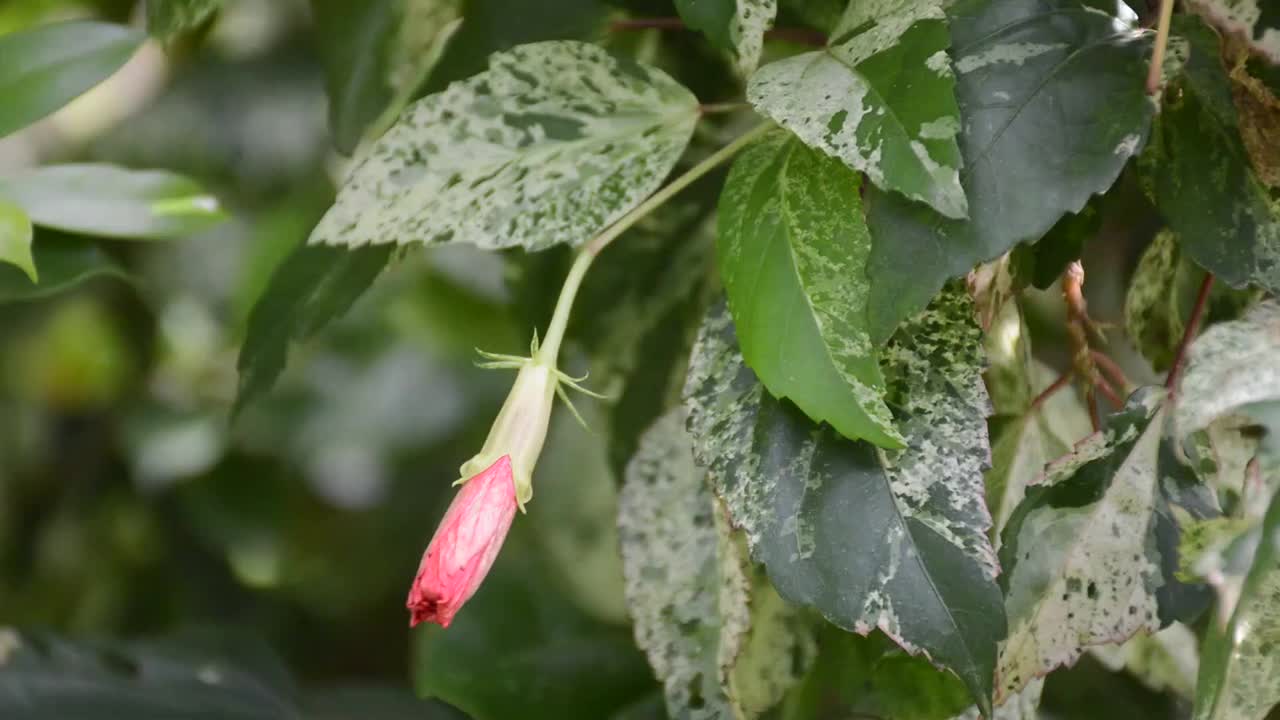 大自然花园里的红色芙蓉花视频素材