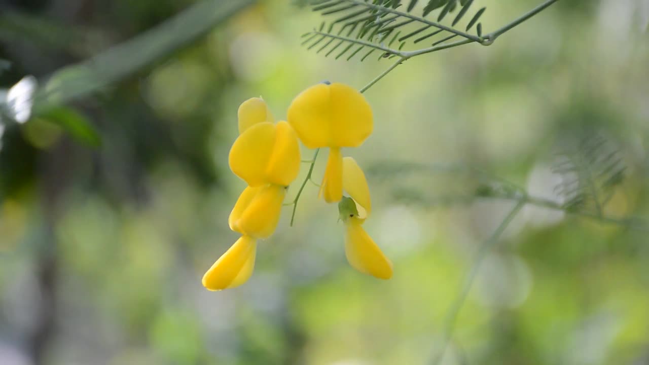 田菁在自然花园中绽放视频素材