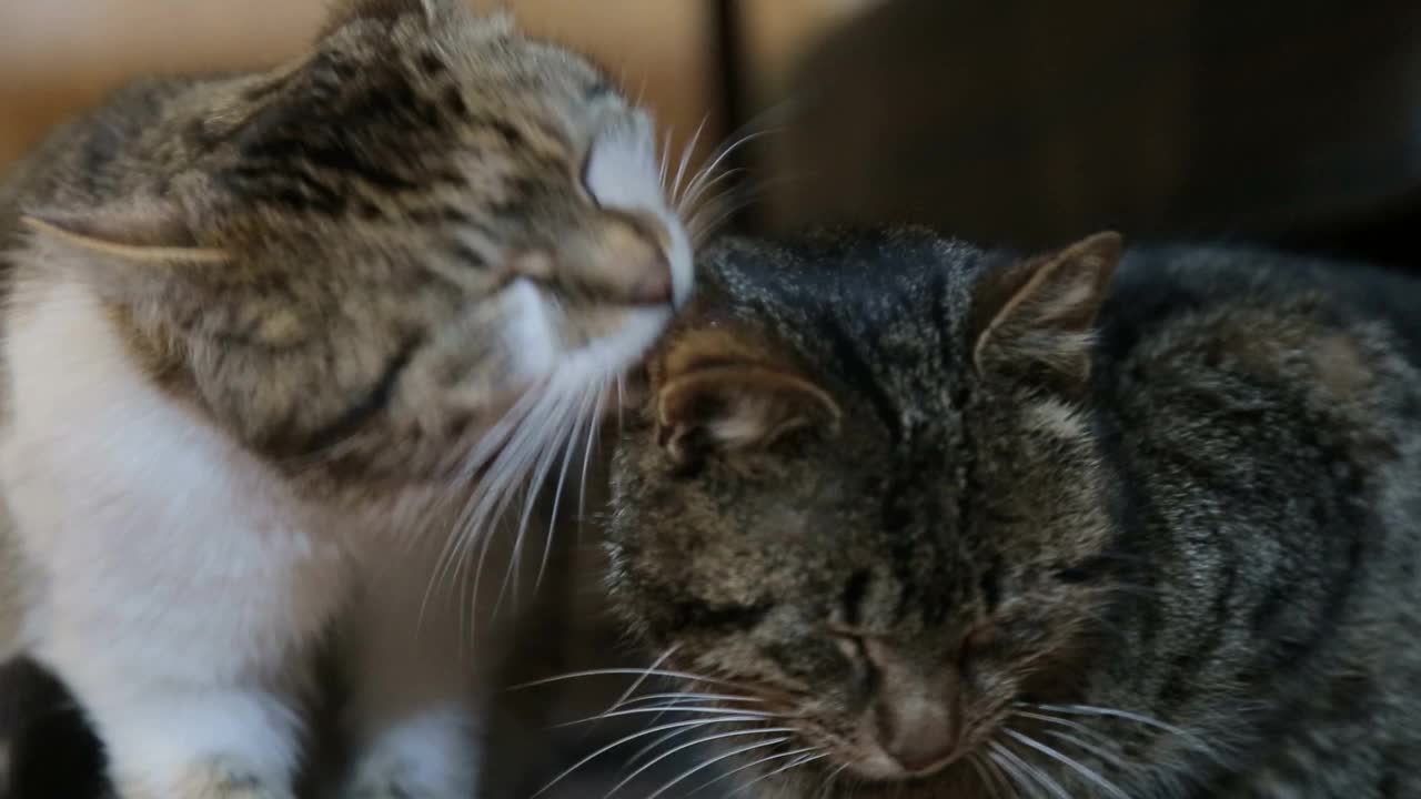 慵懒的早晨，两只猫躺在那里，互相拥抱，互相舔着。视频素材