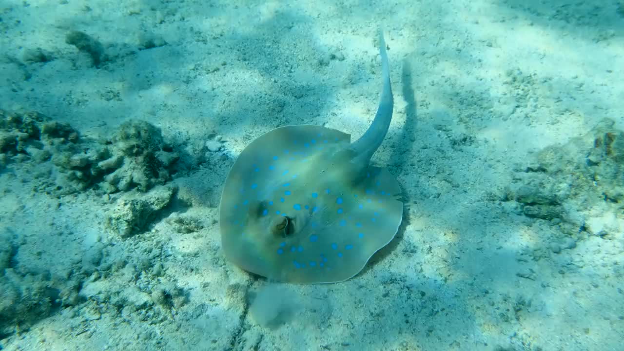 海底黄貂鱼的特写。蓝斑黄貂鱼(Taeniura limma)和长棘海胆(Diadema setosum)。海洋中的水下生命(4K-60pfs)。视频素材