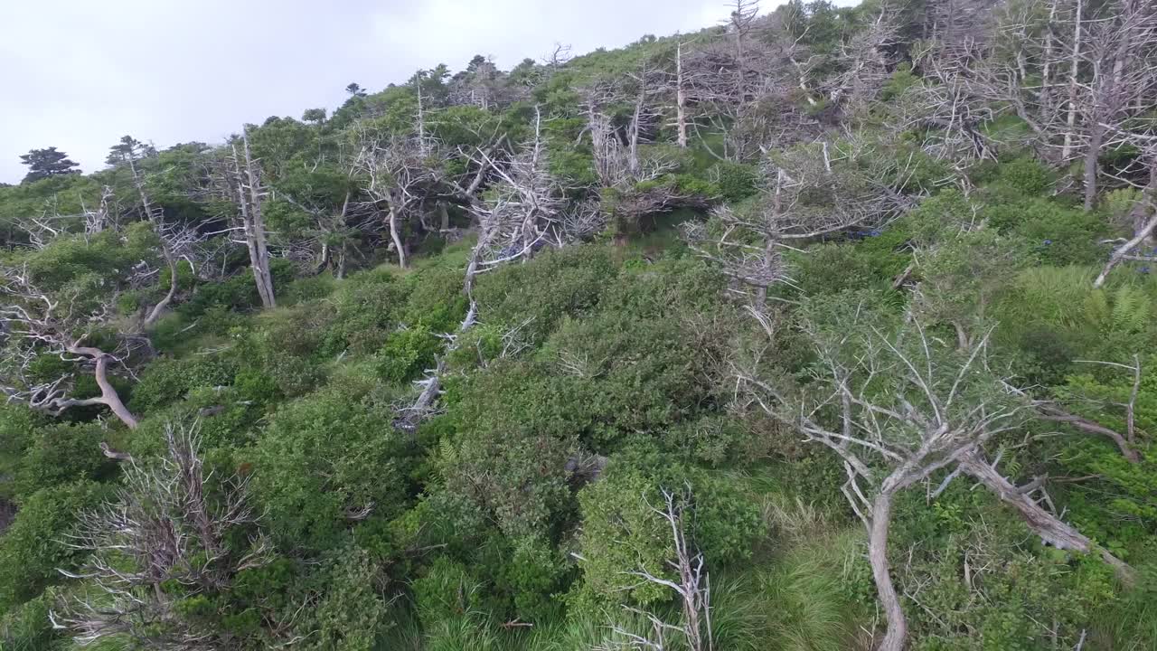 Hallasan国家公园森林/济州岛，韩国视频素材