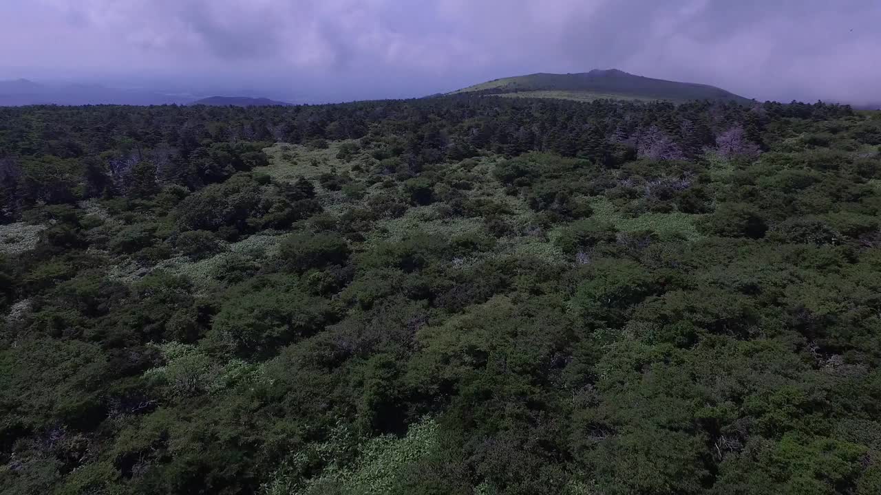 Hallasan国家公园森林/济州岛，韩国视频素材