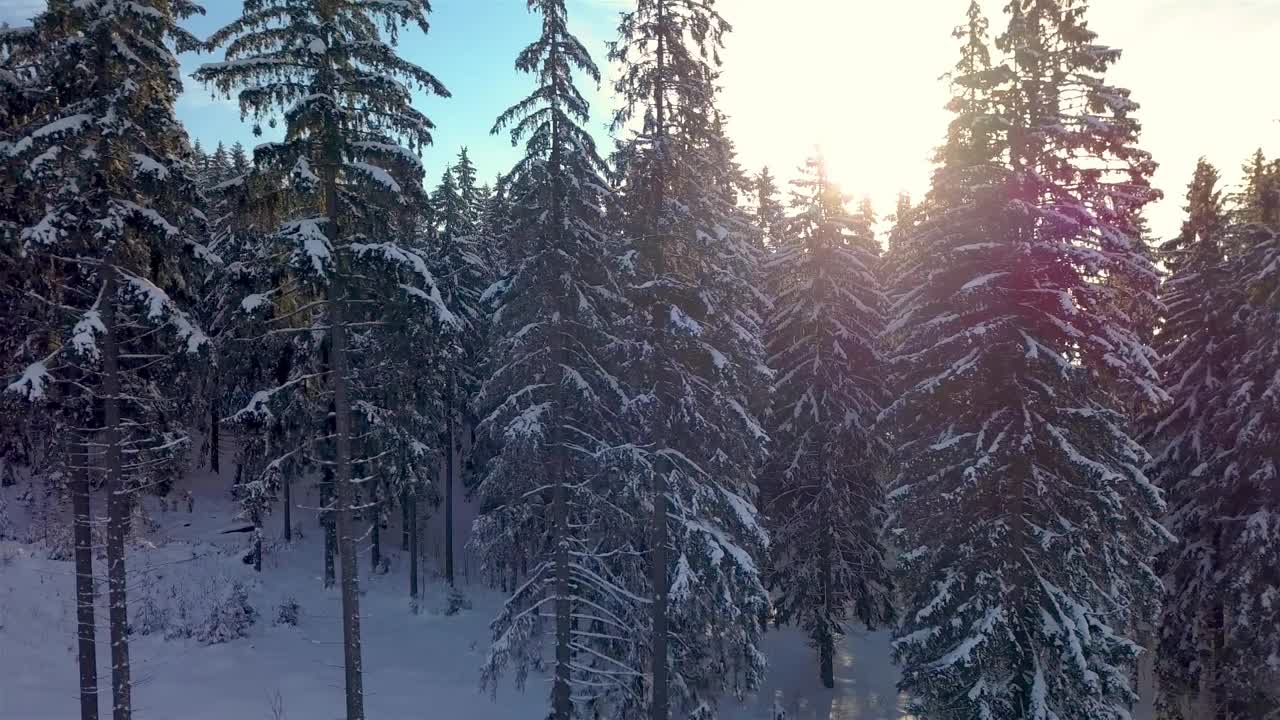 清晨的阳光在树木之间的雪林在寒冷的冬季自然景观视频素材