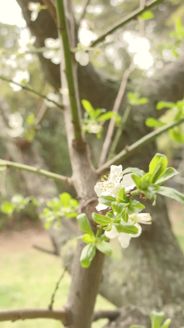 黑刺李花-视频股票视频素材