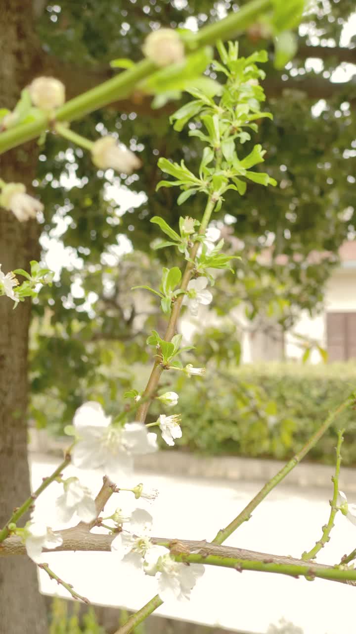 黑刺李花-视频股票视频素材