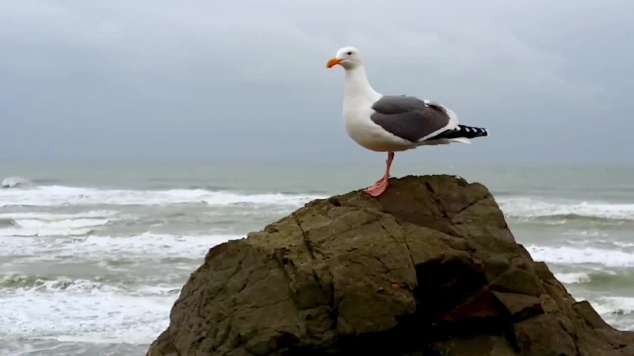 海鸥在海上的岩石上栖息视频素材