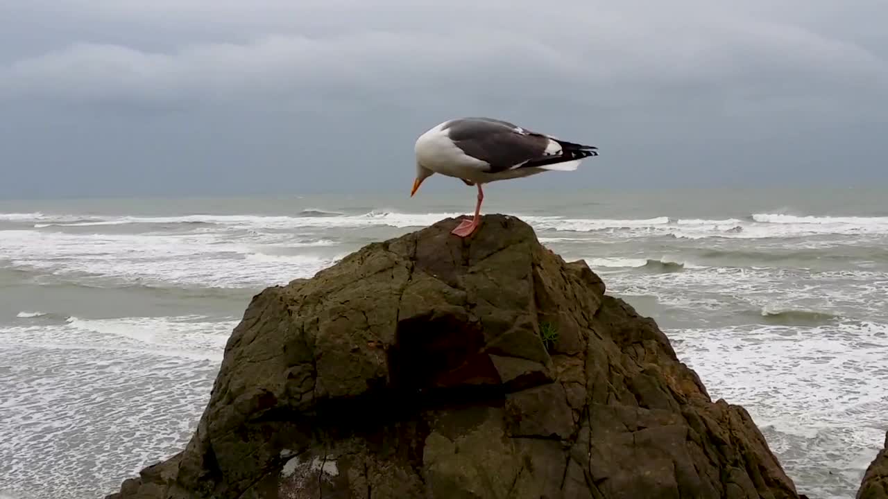 海鸥在海上的岩石上栖息视频素材