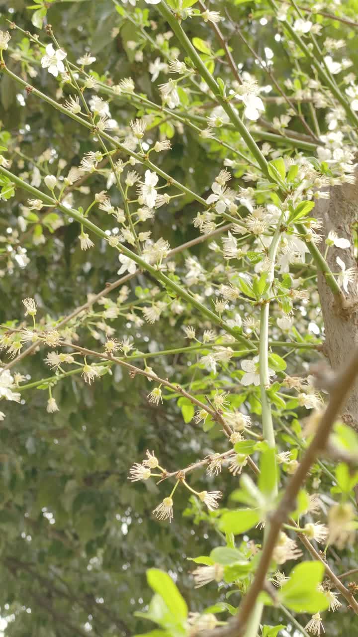 黑刺李花-视频股票视频素材