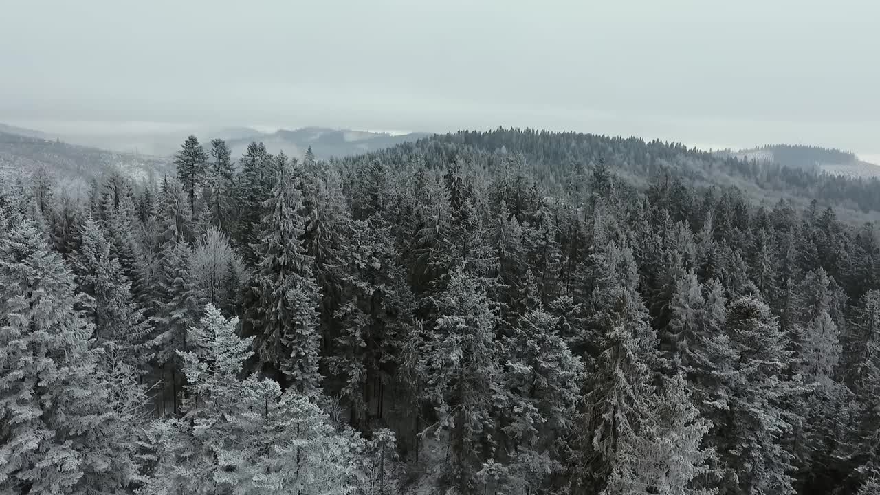 无人机在斯洛伐克的Dedinky村拍摄松树。视频素材