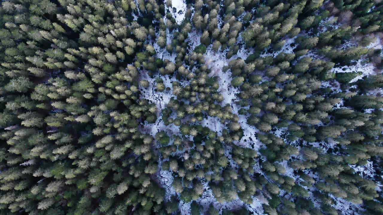 从高处俯瞰春雪森林视频素材