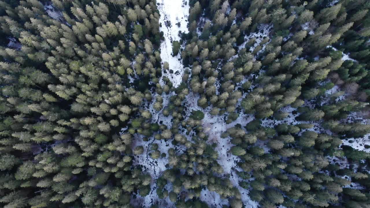 美丽的春雪森林与雄蜂。视频素材