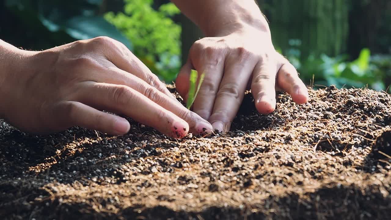 农民把幼苗种在肥沃的土壤里并在苗圃里浇水。视频素材